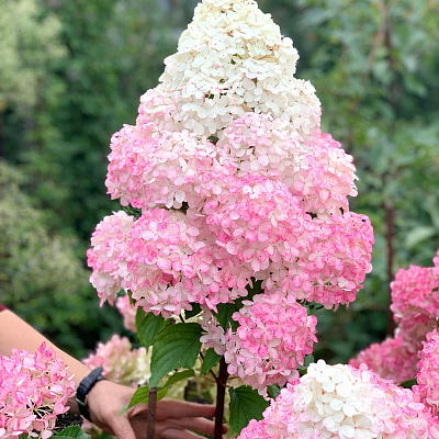 Гортензия метельчатая Фантом