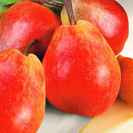 Фото Груша Челябинская зимняя