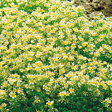 Фото Лимнантес