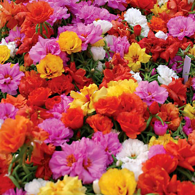 Портулак Сандал Яркий набор