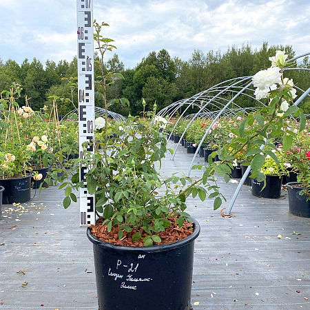 Фото Роза английская Сьюзан Уильямс-Эллис