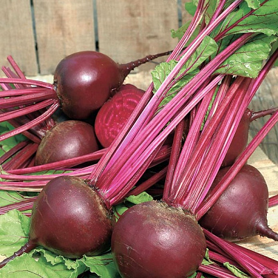 Свёкла Модана