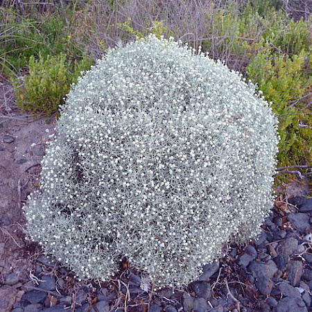 Фото Калоцефалус Брауна Серебряная подушка