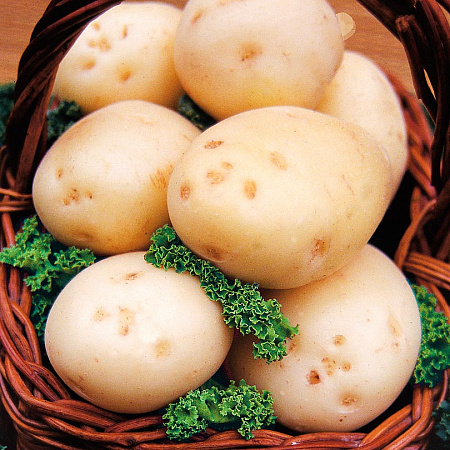 Фото Картофель Невский