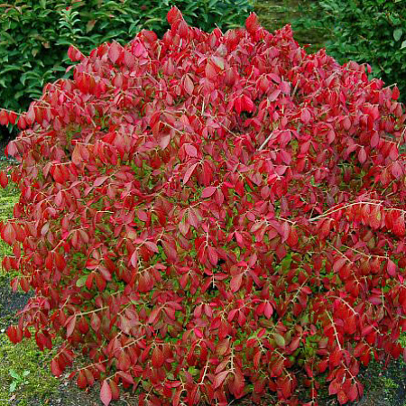 Фото Бересклет священный