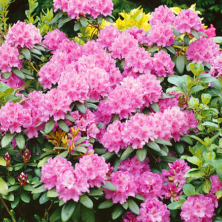 Фото Рододендрон Розовый элегантный