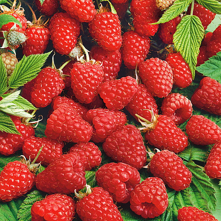 Фото Малина ремонтантная Рубиновое ожерелье