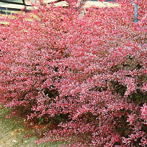 Барбарис Тунберга Фламинго