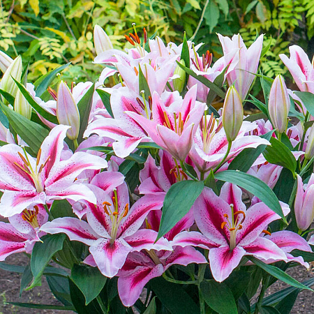 Фото Лилия восточная Джейберд