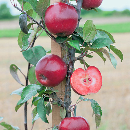 Фото Яблоня Мэйпол