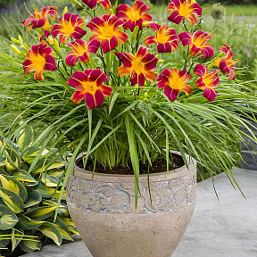 Лилейник Эври Дэйлили Ред риб