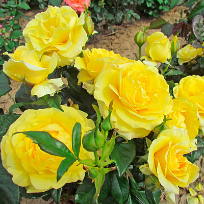 Роза чайно-гибридная Голден Веддинг