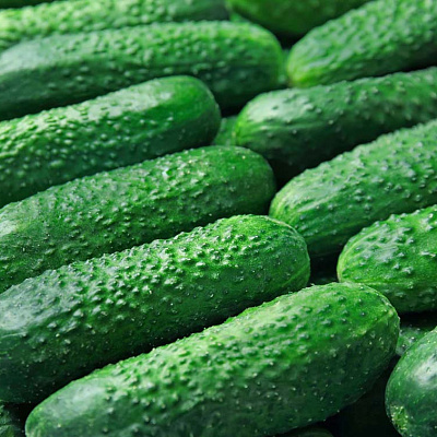 Огурец Рубинштейн F1 5шт