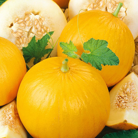 Фото Дыня Колхозница