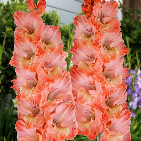 Фото Гладиолус Барбизон