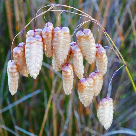 Фото Бриза Большая