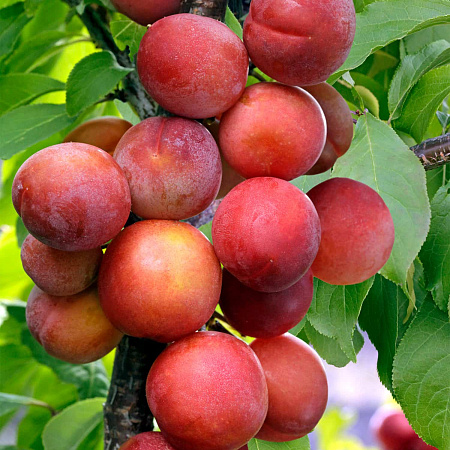 Фото Слива Вега