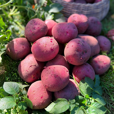 Фото Картофель Калинка