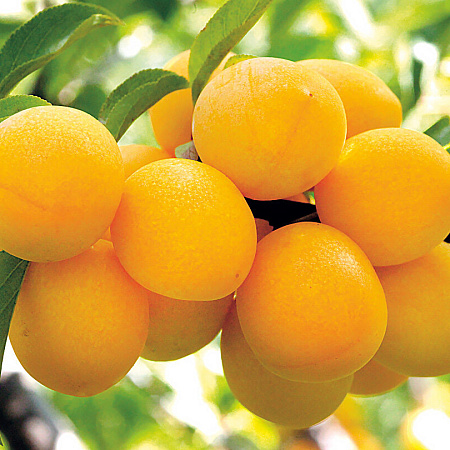 Фото Слива Подарок Санкт-Петербургу