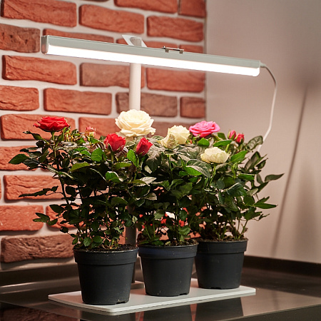 Фото Фитосветильник 16 Вт Здоровья клад