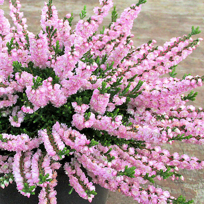 Вереск обыкновенный Раднор