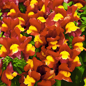 Львиный зев Снэппи Жёлто-красный