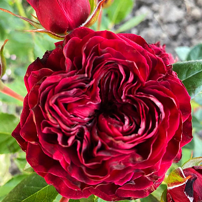 Роза пионовидная Майра Ред