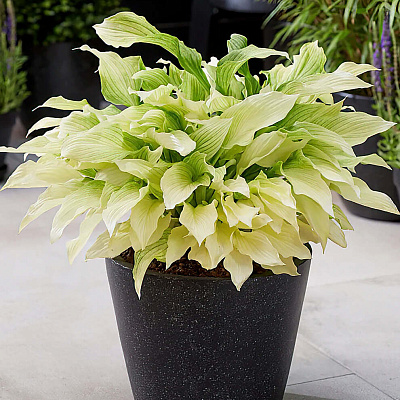 Хоста Уайт фезер