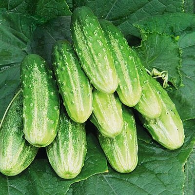 Огурец Касатик F1