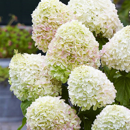 Фото Гортензия метельчатая Саммер лав