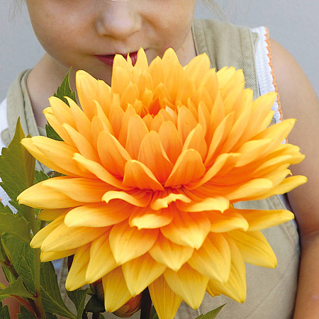 Фото Георгин декоративный Слава Нордвика