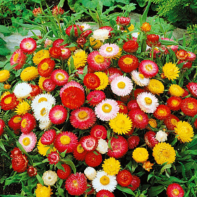 Гелихризум Томб Тумб Цветной ковёр