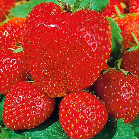 Фото Земляника садовая Максим