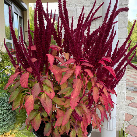 Фото Амарант метельчатый Оешберг