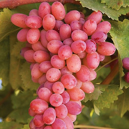 Фото Виноград Гурман лакомка