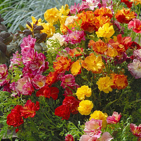 Эшшольция Джелли бинс набор