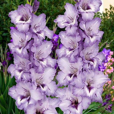 Гладиолус Голубка