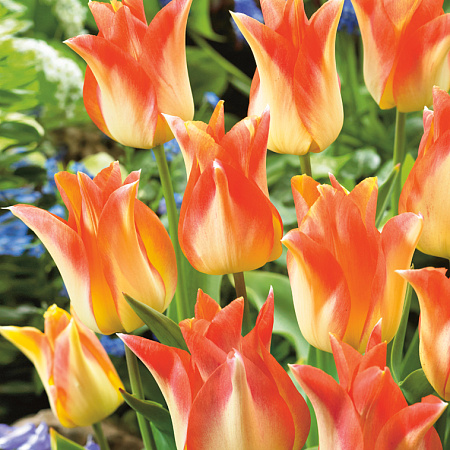 Фото Тюльпан Залитый румянцем