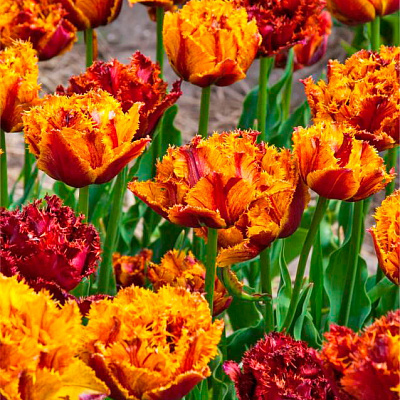 Тюльпан махровый бахромчатый Бастиа