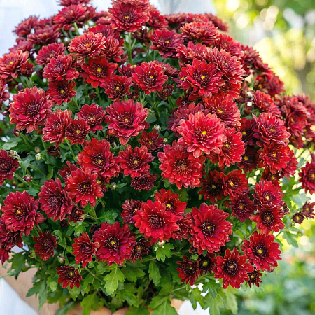 Фото Хризантема корейская Спелая вишня