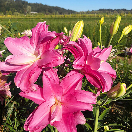Фото Лилия восточная махровая Лотус Джой