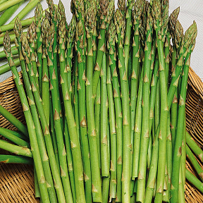 Спаржа Салерома