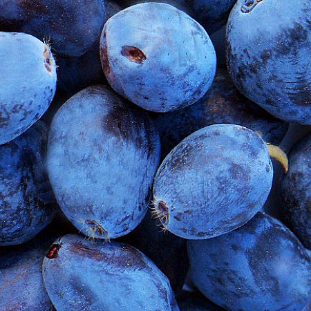 Фото Жимолость Голубой вельвет