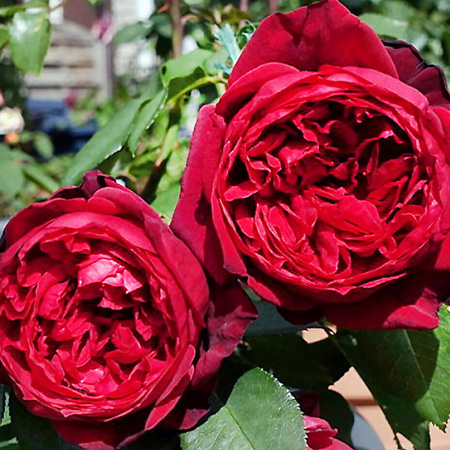 Фото Роза чайно-гибридная Адмирал