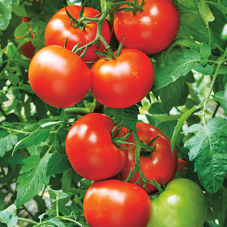 Фото Помидор Жонглёр F1 15шт