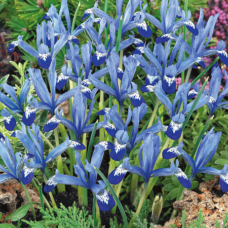 Фото Ирис Клаирет