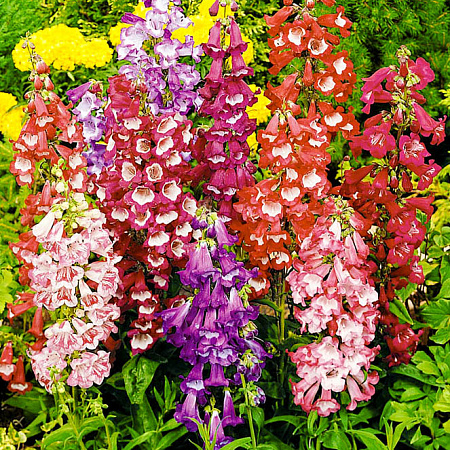 Фото Пенстемон Сенсация Яркий набор