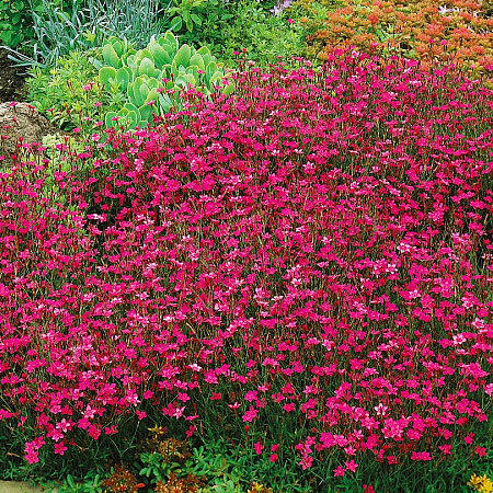 Фото Гвоздика Травянка Розовая