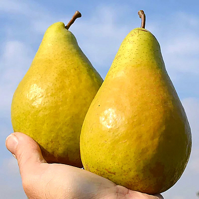 Груша Видная