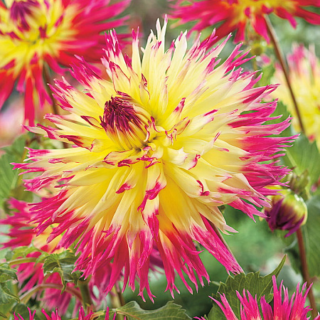 Фото Георгин кактусовый набор Пастельный